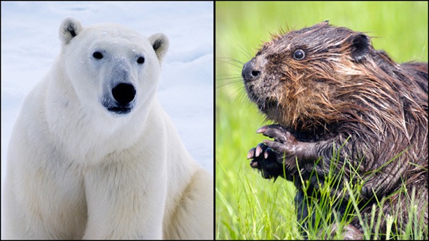[polar-beaver3.jpg]