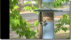 Birds-at-feeder