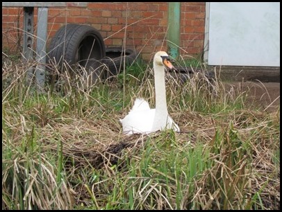 1 swan nest