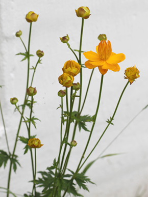 det blomstrer i hagen2 det blomstrer i hagen2
