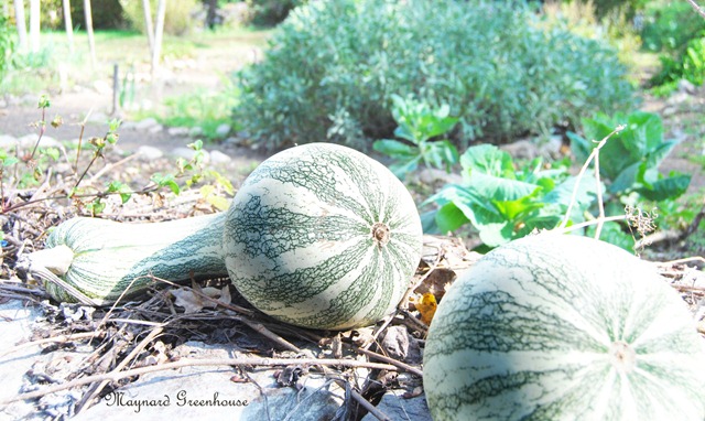 gourds