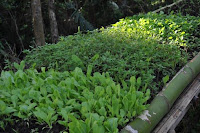 pinoyecofarm january _0121.JPG