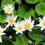 Plants And Flowers At The Great House And Botanic Gardens - St. Thomas, USVI