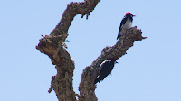 DSC04192.jpg