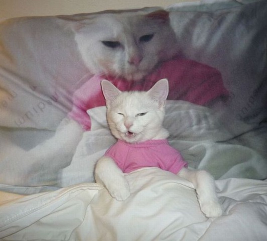 [funny-animals-cute-1%255B2%255D.jpg]