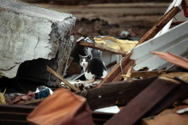 A cat explores the rubble of a home damaged by Superstorm Sandy in October in the New Dorp area of Staten Island, 1 February 2013. A volunteer aid center has been told to leave a park, but many victims living in temporary housing say they still need its help. Carolyn Cole / Los Angeles Times
