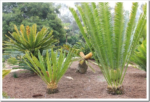 130403_Lotusland_Encephalartos-heenanii_02