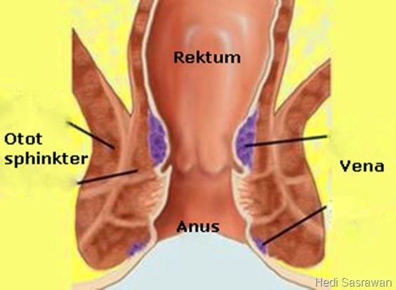 gambar anatomi anus