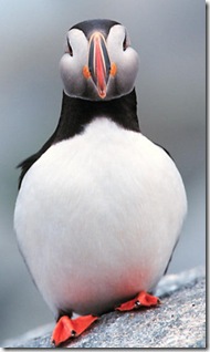 Squidgy puffin