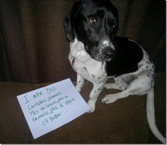 dog-shaming-bad-10