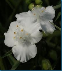 snowcap snowcap
