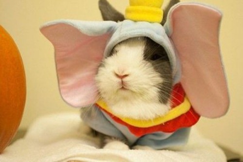 rabbit-dumbo-halloween-costume