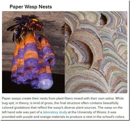 animals-create-things-5
