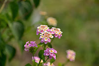 DSC_0155.JPG Photo