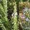 Rosmarinus officinalis. Romero