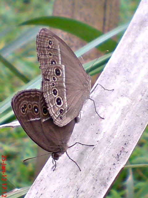 [kupu-kupu%2520Mycalesis%2520perseus%2520kawin_3%255B6%255D.jpg]
