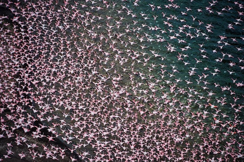lake-nakuru-flamingos-15