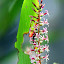 Tiny Flowers In The Forest - Valley of the Giants, Australia