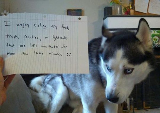 [dog-shaming-bad-28%255B2%255D.jpg]