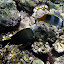 Fish Swimming In The Coral - Oak Beach, Australia