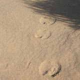 Even-toed undulate (camel) footprints