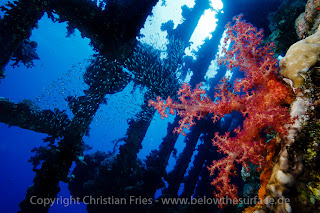 Red Sea Workshop - The "Rest" Red Sea Workshop - The "Rest"