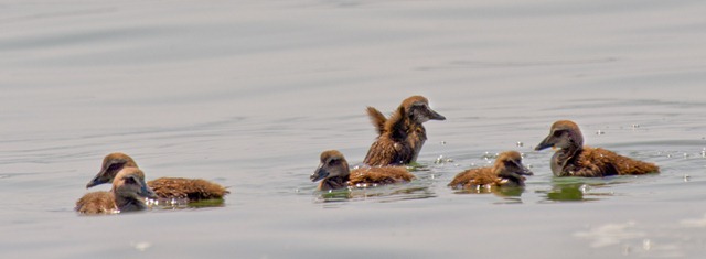 [eider%2520ducklings%2520Eider%2520ducklings%2520on%2520water_ROT8599%2520NIKON%2520D3S%2520June%252028%252C%25202011%255B3%255D.jpg]