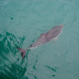 South Island - Kaikoura - swimming with dolphins