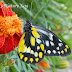 Pieridae%25252c%252520delias%252520belladonna%25252c%252520hill%252520jezebel