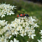 Bee Beetle