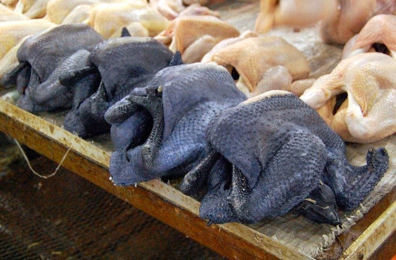 بالصور «دجاج لامبورغيني» الدجاج الأسود .. أغلى وألذ الدواجن في العالم Ayam-cemani-4%25255B2%25255D