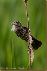 Red-winged Blackbird