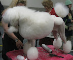 Standard Poodle