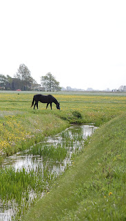 Paard in de wei Paard in de wei