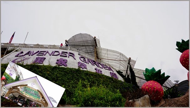 薰衣草花园 薰衣草花园