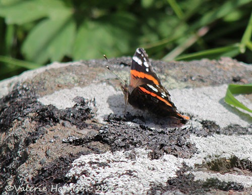 [14-red-admiral%255B2%255D.jpg]