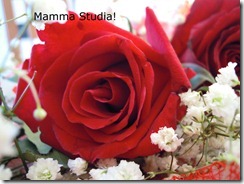 rose rose
