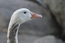 DSC_0197.JPG