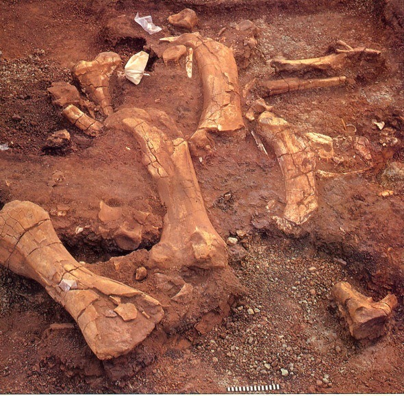 [fosildinocan1%255B4%255D.jpg]