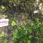 Sentier Botanique