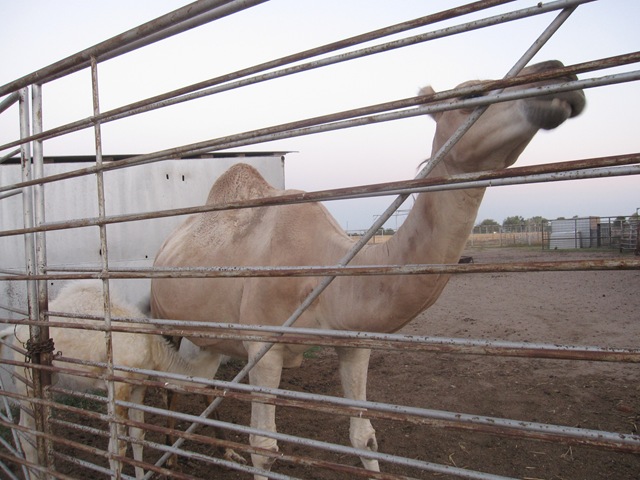 [IMG_8609%255B2%255D.jpg]