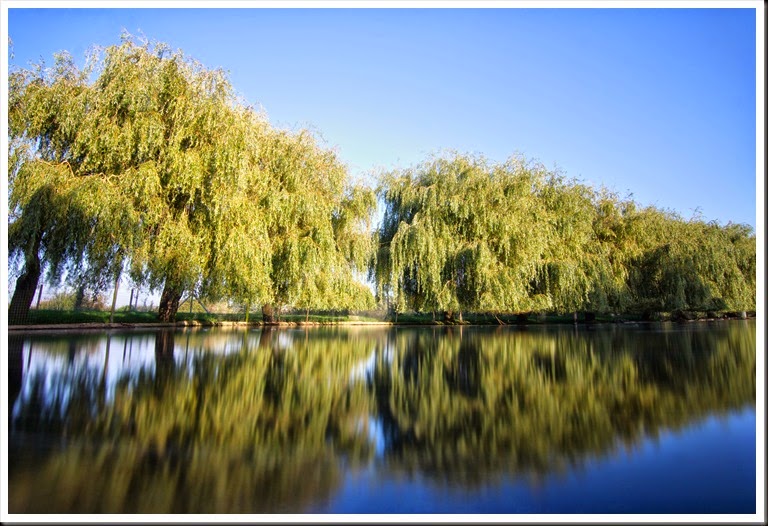 Willow trees at Lower Lake