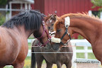 Isadora i hagen i Ullstämma, maj 2011