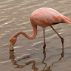 1154 Day 5 Caribbean Flamingo.jpg