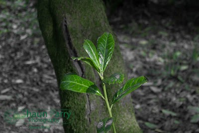 Trengwainton Gardens-5.jpg