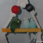 Old Budgie Pics 013.JPG
