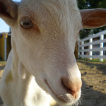 Автор Надя Королёва _Надя Королёва__.jpg