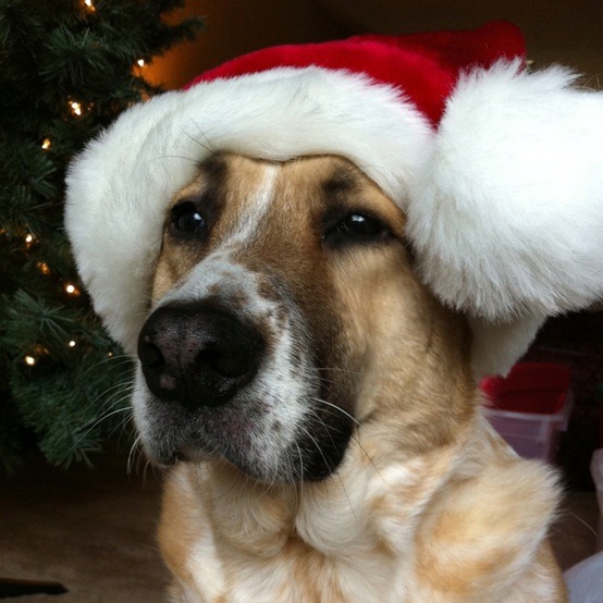 [perro%2520gorritos%2520navidad%2520%252817%2529%255B5%255D.jpg]