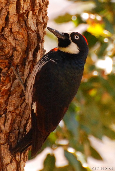 6. acorn woodpecker-kab