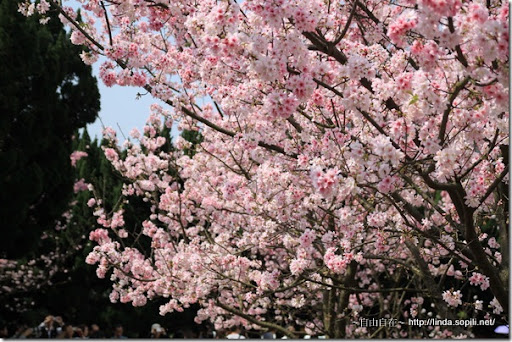 2010陽明山花季-吉野櫻 2010陽明山花季-吉野櫻